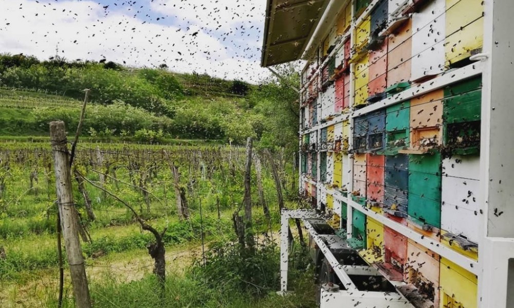 20. maj - Svetovni dan čebel